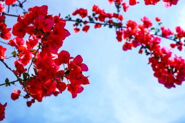 Bir yaz günü mavi gökyüzünün arka planında açan kırmızı begonvillerin dalları