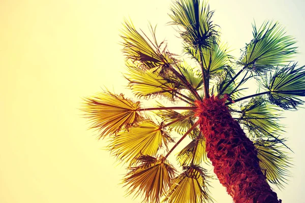 Tropical palms at sunset against the sky, bottom view, bright toned style. Travel, beach vacation background