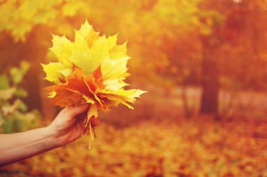 Sarı sonbahar akçaağaç yaprakları elinde sonbahar ormanının arka planında. Kapan, yumuşak seçici odaklanma.
