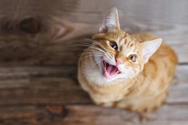 Gember Tabby Jonge Kat Zit Een Houten Vloer Kijkt Omhoog — Stockfoto