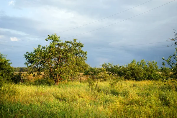 Landelijk Landschap Met Appelbomen Struiken Zomer Bij Zonsondergang — Stockfoto