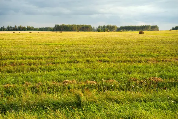 Mown Tarweveld Met Balen Stro Tegen Een Blauwe Lucht Een — Stockfoto