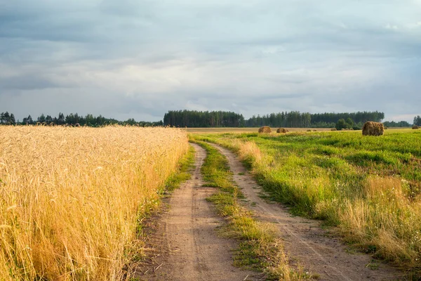 Landelijke Zandweg Die Leidt Naar Het Bos Langs Het Goudkorenveld — Stockfoto