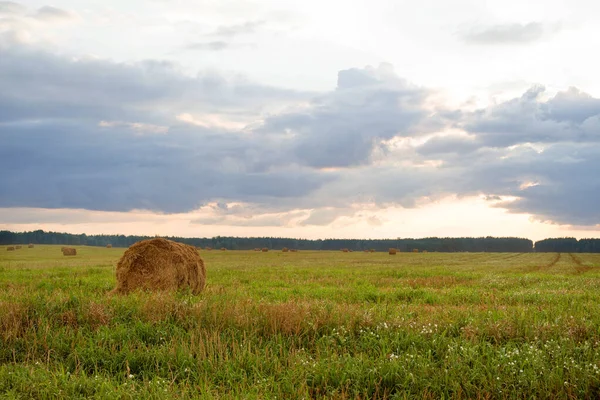 Mown Tarweveld Met Balen Stro Tegen Een Blauwe Lucht Een — Stockfoto