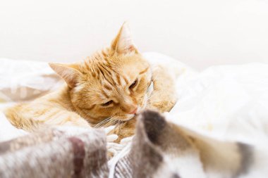 Kızıl kedi sıcak bir battaniyenin altında kendini yıkıyor.