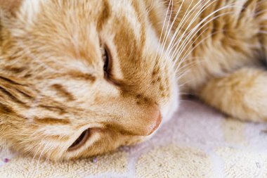 Uyuyan kırmızı bir kedinin portresi, yakın plan, yumuşak odak