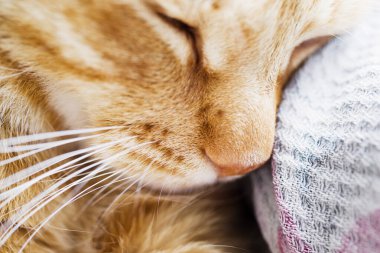 Uyuyan kırmızı bir kedinin portresi, yakın plan, yumuşak odak