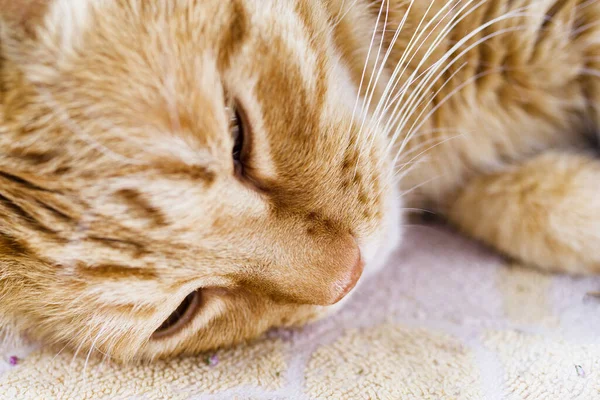 Uyuyan kırmızı bir kedinin portresi, yakın plan, yumuşak odak