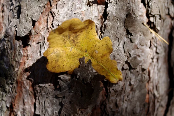 나무 껍질에 노란 오크 잎 — 스톡 사진