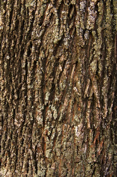 Invoice of bark of a tree — Stock Photo, Image