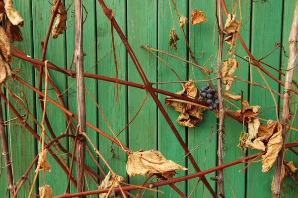 Uva seca rewattled ramos no outono — Fotografia de Stock