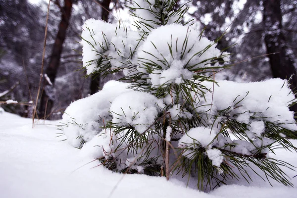 Маленькая сосна покрыта снегом — стоковое фото
