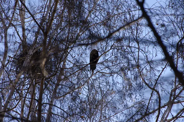 Ворона на гілці дерева — стокове фото