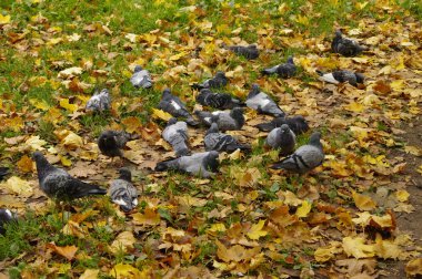 Paket güvercinler üzerinde sonbahar yaprakları