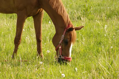 Güzel kırmızı at bir ot yiyor