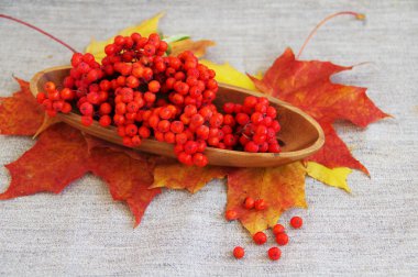 Sonbahar yaprakları üzerinde kırmızı üvez