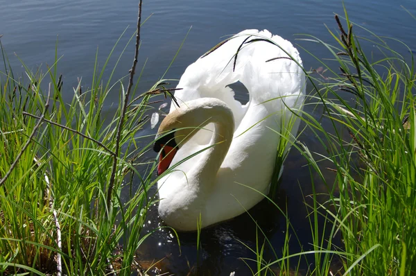 Cisne branco em um lago — Fotografia de Stock