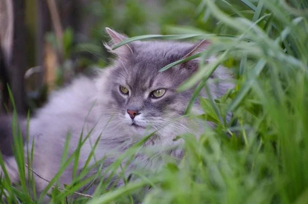 Gray fluffy cat