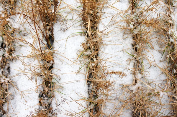 Snow and dry grass — Stock Photo, Image