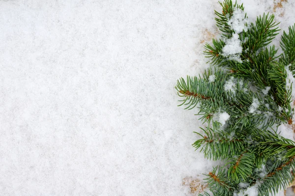 Las ramas se comían en la nieve con un primer plano —  Fotos de Stock