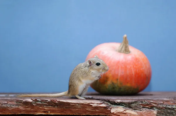 O rato senta-se perto da abóbora laranja. Gerbillinae . — Fotografia de Stock
