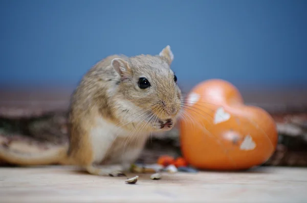 O rato senta-se sobre pedra coração laranja. Gerbillinae . — Fotografia de Stock