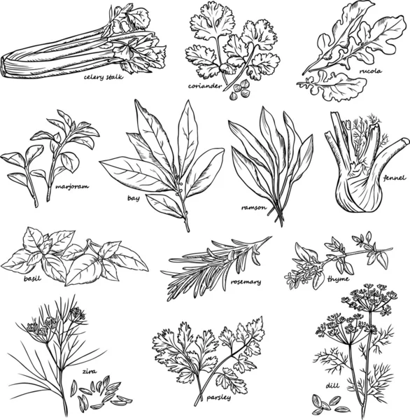 Hierba y especia - vector lineal de dibujo — Archivo Imágenes Vectoriales