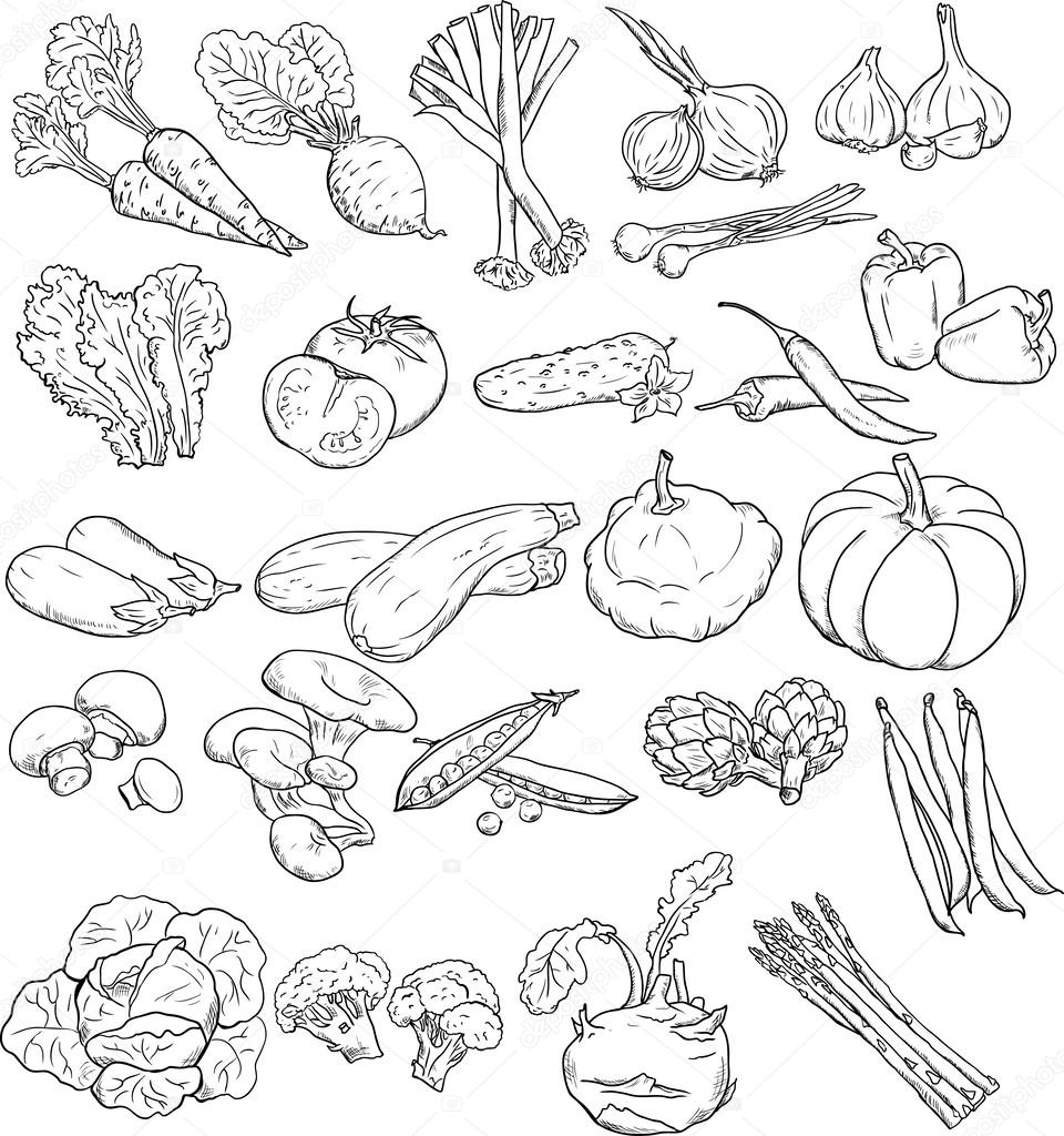 Vegetables - vector linear drawing