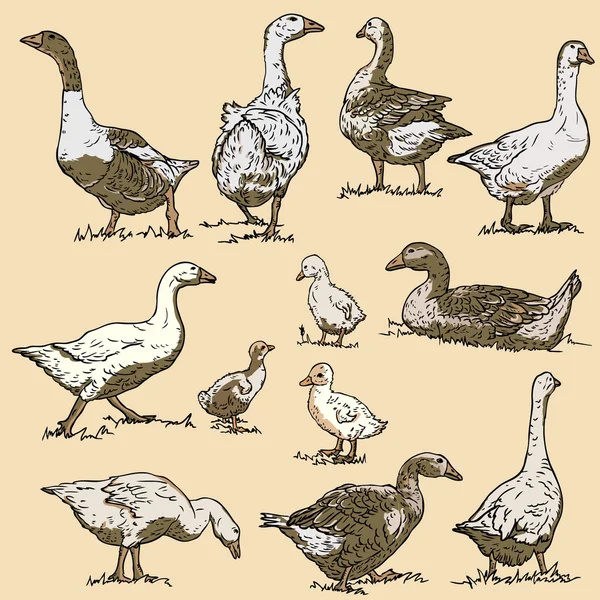 Vector collection of goose. Geese. — Stock Vector