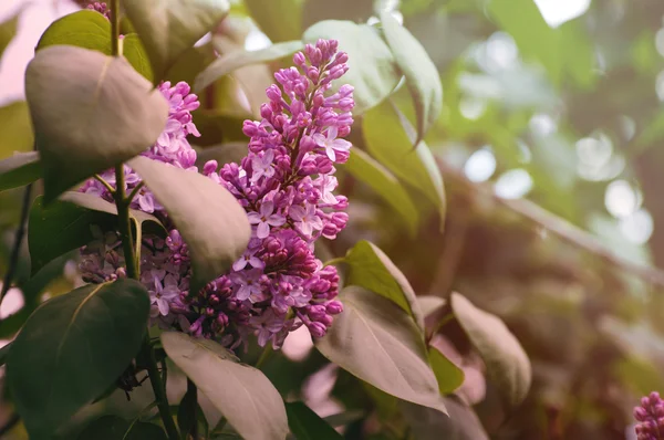 Lilac flowers in soft warm colors — Stock Photo, Image