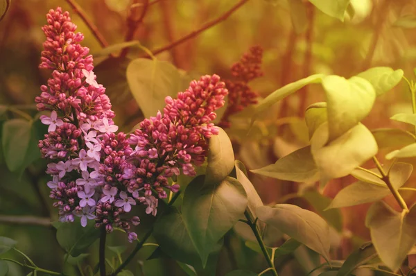 Leylak çiçeği yumuşak sıcak renkler