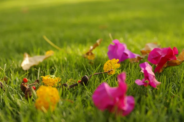 밝은 녹색 잔디에 bougainvillea의 핑크 열 대 꽃 — 스톡 사진