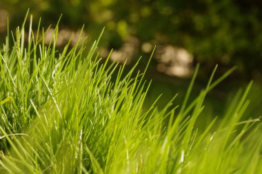 Bir arka plan bir çim yeşil yapısı.