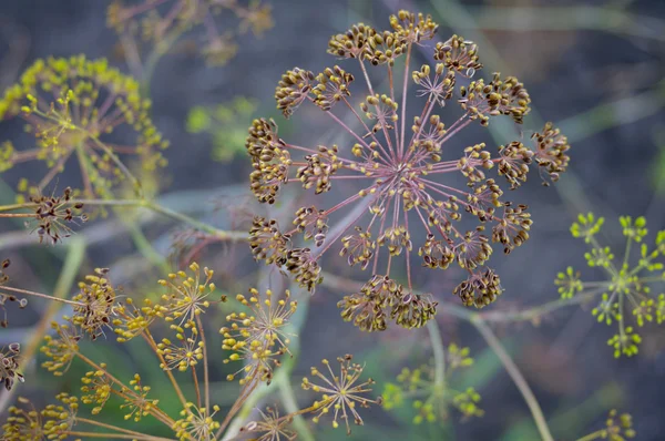 Красивый фон с семенами фенхеля — стоковое фото