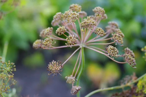 Hermoso fondo con semillas de hinojo — Foto de Stock