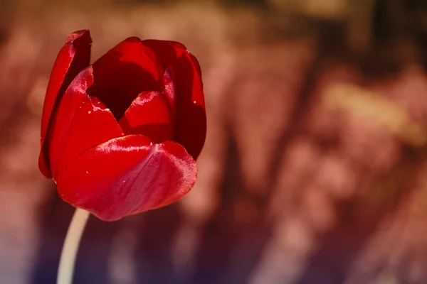 Un tulipán rojo sobre un hermoso fondo indistinto en colores marrones cálidos —  Fotos de Stock