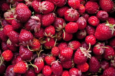 Taze çilek kökenli. Çilek.