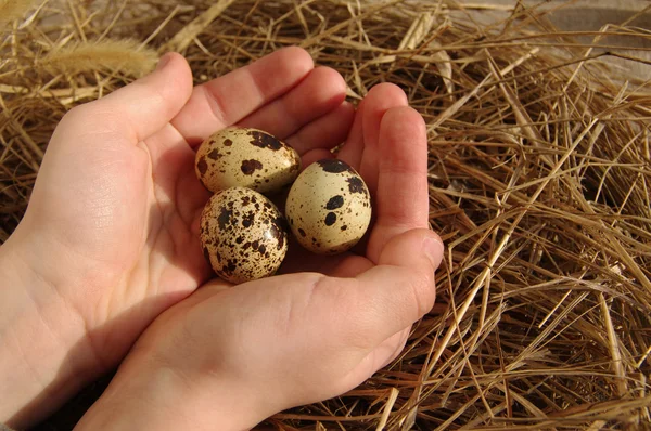 Uova di quaglia nelle mani del bambino contro un'erba secca — Foto Stock