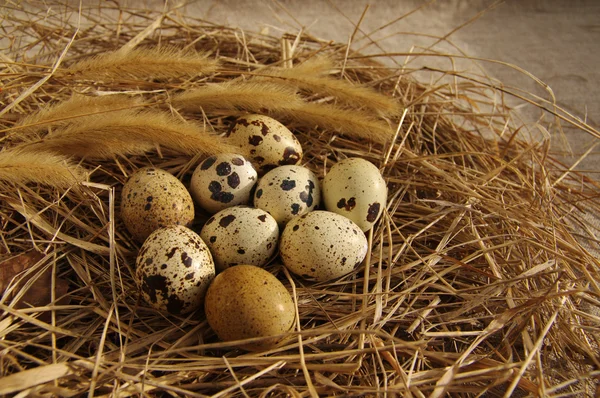 Huevos de codorniz en un nido de hierba seca — Foto de Stock