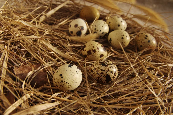 Vaktelägg i ett bo från ett torrt gräs — Stockfoto