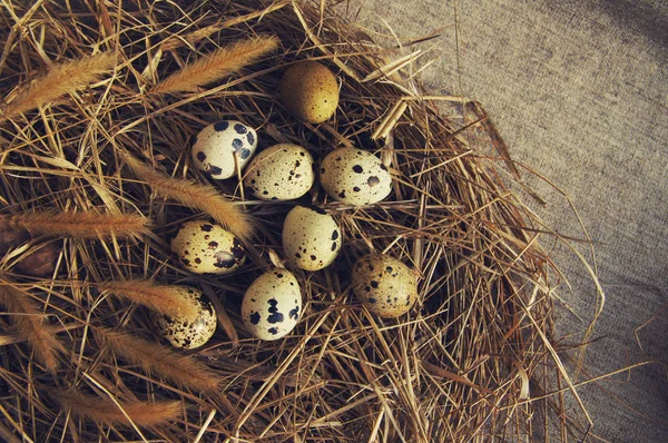 Quail eggs in a nest from a dry grass — Stock Photo, Image