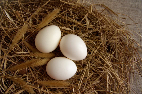 白色的蛋，从干的草窝 — 图库照片