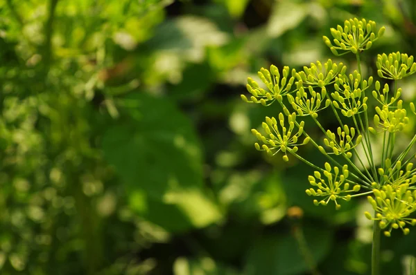 Flor de eneldo verde (hinojo). Fondo verde con flores de eneldo — Foto de Stock