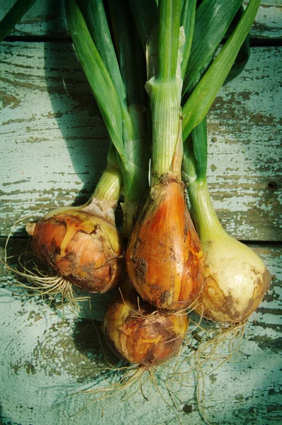 Onions crop on a wooden textural surface
