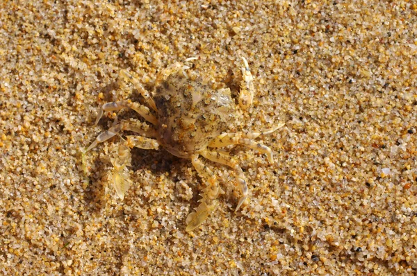 Zee krab gemaskeerd in zand. Zee krab close-up — Stockfoto