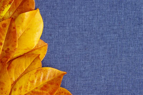 Frame from yellow leaves on a blue fabric background.