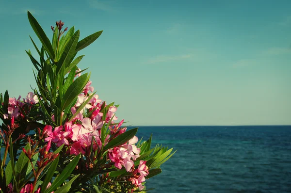 Pink bush of an oleander against the sea. Sea summer landscape in vintage tones — Stock Photo, Image