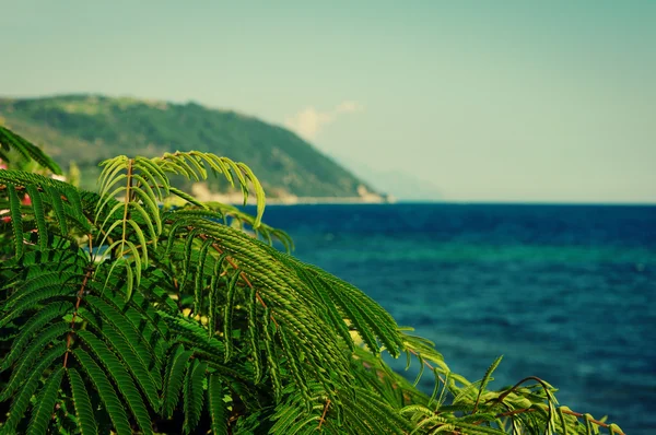 ropical plant against the sea and mountains. Sea summer landscape in vintage tones