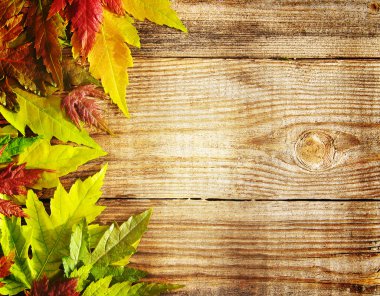 Autumn background with bright autumn leaves.
