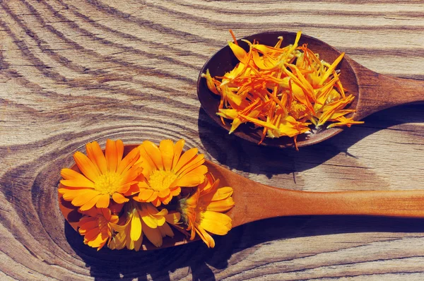 Fleurs et pétales d'un calendula dans des cuillères en bois sur une surface texturée en bois. Fleurs médicinales d'un souci. Beau fond d'été avec des fleurs jaunes — Photo